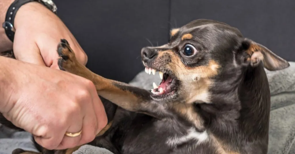 La Verdad Detrás de la Ansiedad Canina: ¿Por Qué los Perros Pequeños Son Más Nerviosos?