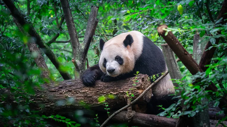 La Verdad Detrás de la Supervivencia del Panda: Un Gigante Amenazado por la Actividad Humana