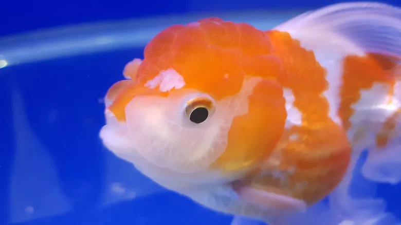 La Verdad Sobre la Memoria de los Peces: Desmintiendo el Mito del Pez Dorado