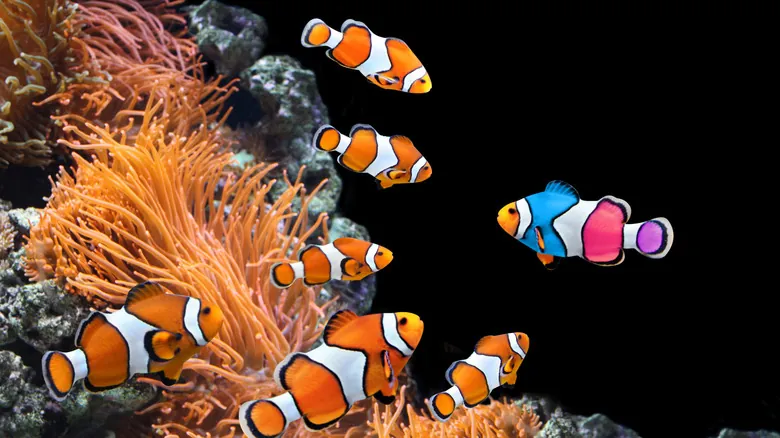 La Verdad Sobre la Memoria de los Peces: Desmintiendo el Mito del Pez Dorado