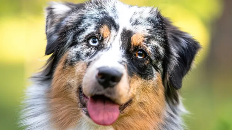 La Visión Canina: Desvelando Cómo Ven el Mundo Nuestros Perros