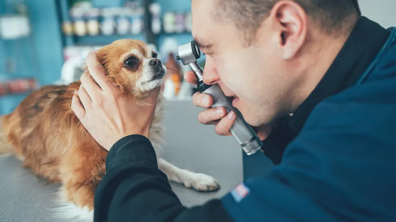 La Visión Canina: Desvelando Cómo Ven el Mundo Nuestros Perros
