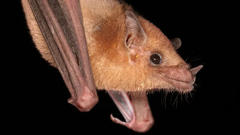 La Visión de los Murciélagos: Desmitificando el Mito 'Ciego Como un Murciélago'
