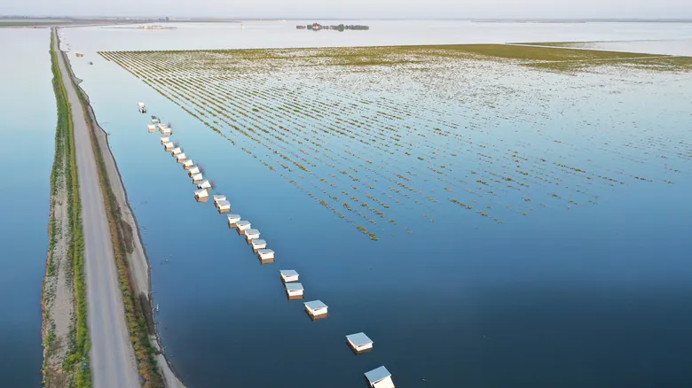 Lago Tulare: La Fascinante Historia del Gigante Acuático de California que Siempre Vuelve