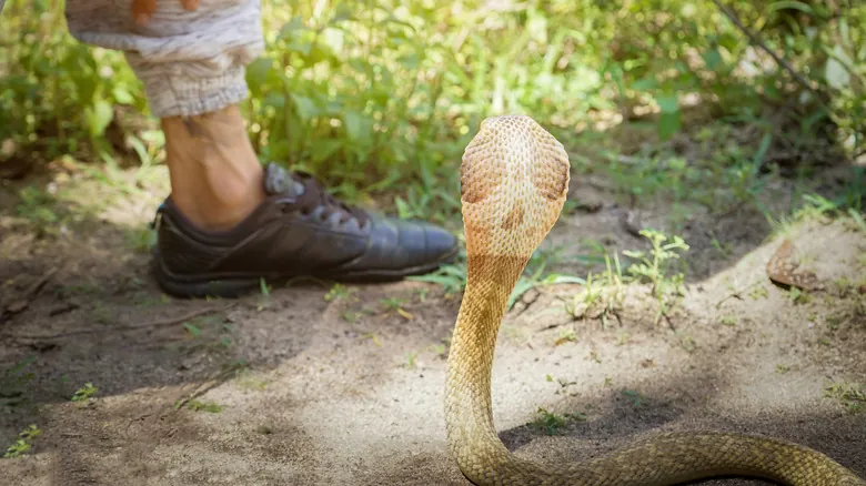 Las 12 Especies Más Venenosas del Reino Animal: Un Peligro Oculto