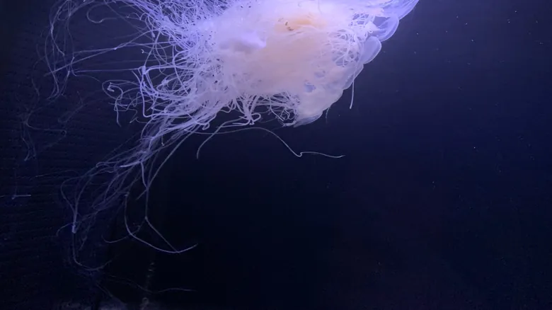 Las 12 Especies Más Venenosas del Reino Animal: Un Peligro Oculto