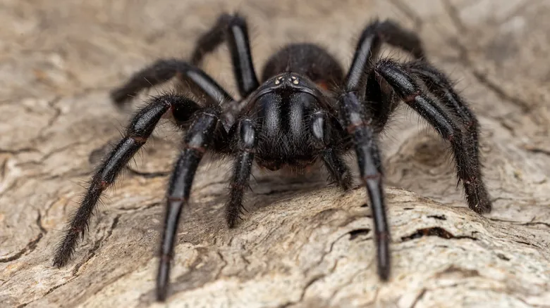 Las 12 Especies Más Venenosas del Reino Animal: Un Peligro Oculto