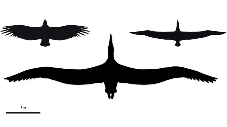 Las Aves Voladoras Más Grandes: Un Vistazo a los Gigantes Alados Prehistóricos y Actuales