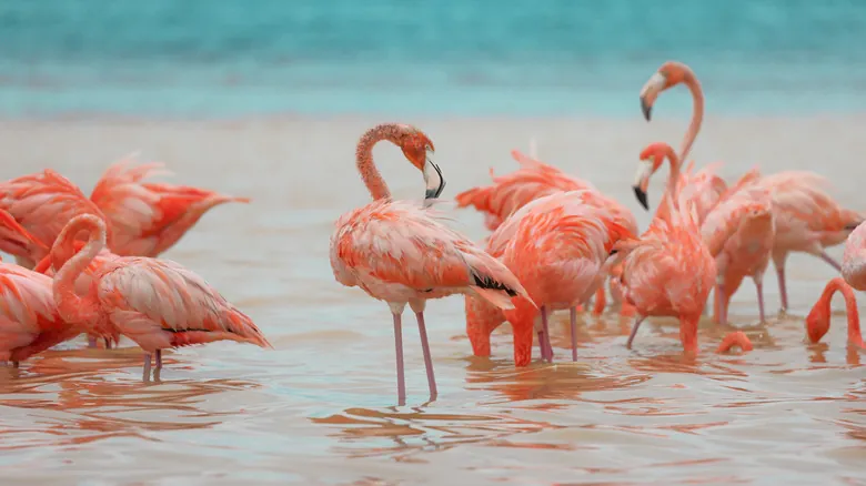 Las Coloradas, Yucatán: El Asombroso Paraíso Rosado y su Secreto Eterno