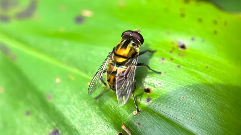 Las Moscas: Pilares Invisibles de la Vida en la Tierra y el Peligro de su Extinción