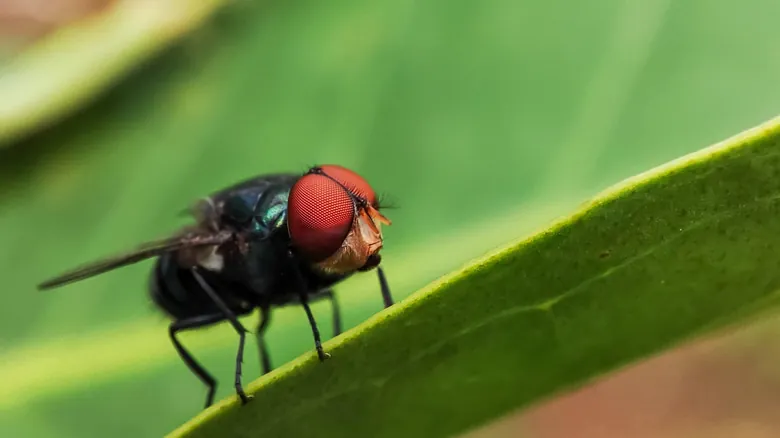 Las Moscas: Pilares Invisibles de la Vida en la Tierra y el Peligro de su Extinción
