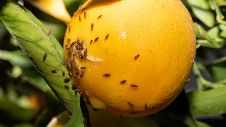 Las Moscas: Pilares Invisibles de la Vida en la Tierra y el Peligro de su Extinción