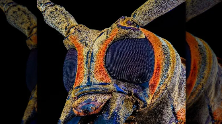 Las Moscas: Pilares Invisibles de la Vida en la Tierra y el Peligro de su Extinción