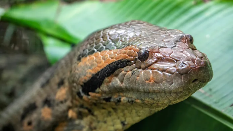 Las Serpientes Más Grandes del Mundo: Descubrimiento de la Anaconda Verde del Norte y Sus Gigantes