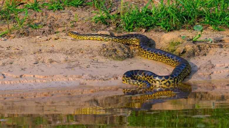 Las Serpientes Más Grandes del Mundo: Descubrimiento de la Anaconda Verde del Norte y Sus Gigantes