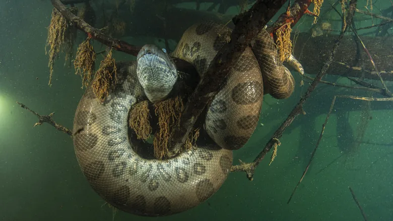 Las Serpientes Más Grandes del Mundo: Descubrimiento de la Anaconda Verde del Norte y Sus Gigantes