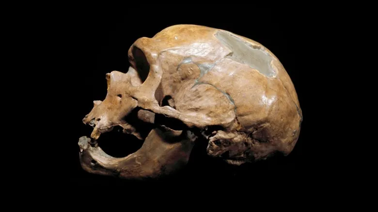 Las Últimas Huellas: Un Viaje a Través de las Especies Humanas Extintas
