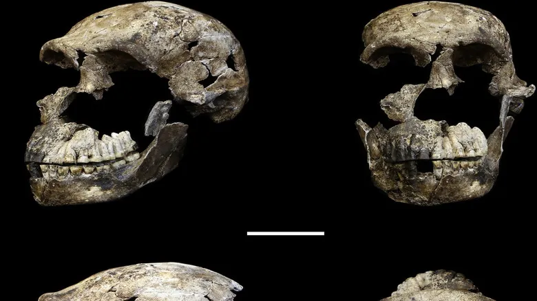 Las Últimas Huellas: Un Viaje a Través de las Especies Humanas Extintas