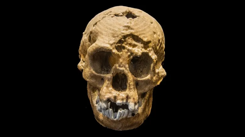 Las Últimas Huellas: Un Viaje a Través de las Especies Humanas Extintas