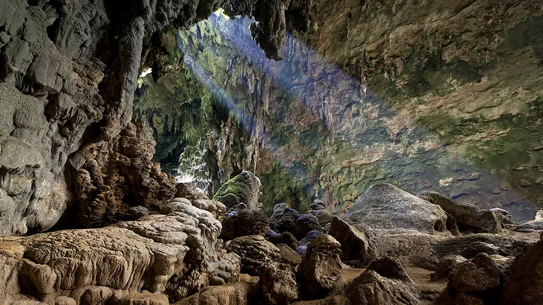 Las Últimas Huellas: Un Viaje a Través de las Especies Humanas Extintas