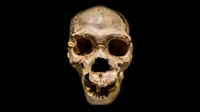 Las Últimas Huellas: Un Viaje a Través de las Especies Humanas Extintas