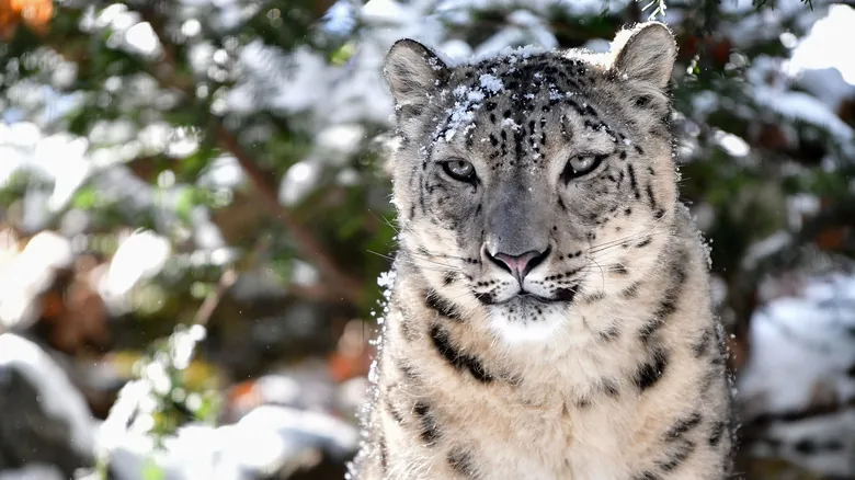 Leopardo de las Nieves: El Fantasma Elusivo del Himalaya y su Esencial Conservación