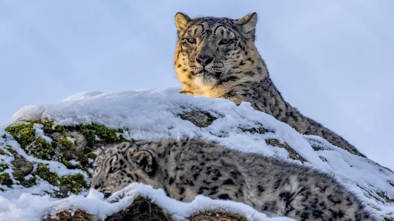 Leopardo de las Nieves: El Fantasma Elusivo del Himalaya y su Esencial Conservación