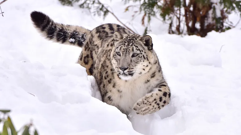 Leopardo de las Nieves: El Fantasma Elusivo del Himalaya y su Esencial Conservación