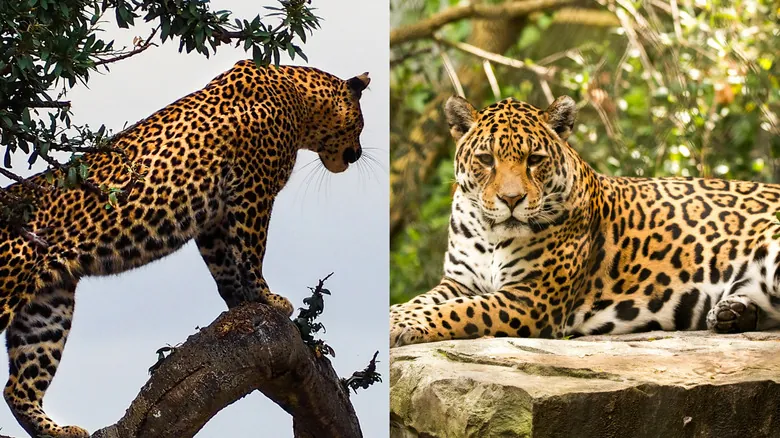 Leopardos vs. Jaguares: La Guía Definitiva para Distinguir a los Felinos Más Confundidos