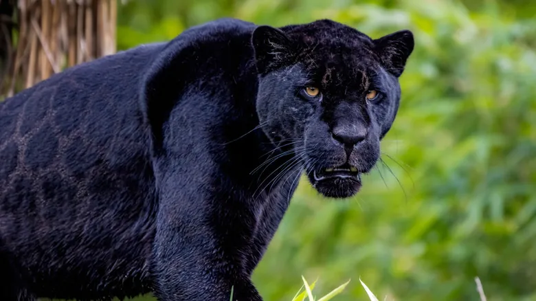 Leopardos vs. Jaguares: La Guía Definitiva para Distinguir a los Felinos Más Confundidos