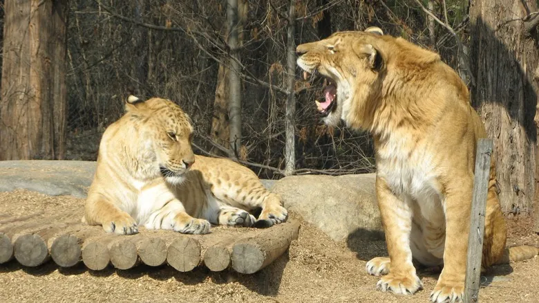 Ligres y Tigones: Todo lo que Necesitas Saber Sobre Estos Imponentes Híbridos Felinos