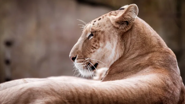 Ligres y Tigones: Todo lo que Necesitas Saber Sobre Estos Imponentes Híbridos Felinos