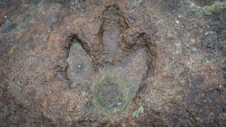 Los Primeros Pasos en Tierra: Un Nuevo Descubrimiento Fósil Revoluciona la Evolución Animal