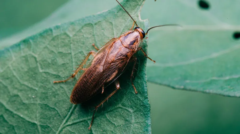 Maestros de la Supervivencia: Las Especies Más Resilientes y Difíciles de Eliminar del Planeta