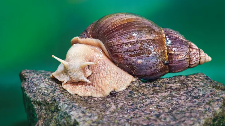 Maestros de la Supervivencia: Las Especies Más Resilientes y Difíciles de Eliminar del Planeta