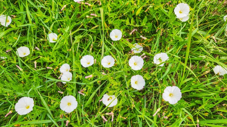 Maestros de la Supervivencia: Las Especies Más Resilientes y Difíciles de Eliminar del Planeta