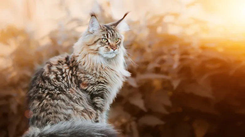 Maine Coon: El Gigante Gentil del Mundo Felino – Origen, Características y Datos Sorprendentes