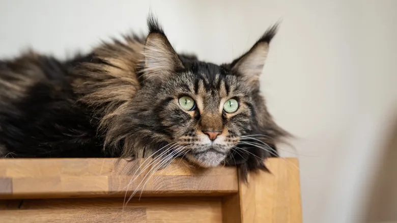 Maine Coon: El Gigante Gentil del Mundo Felino – Origen, Características y Datos Sorprendentes