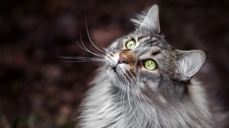 Maine Coon: El Gigante Gentil del Mundo Felino – Origen, Características y Datos Sorprendentes