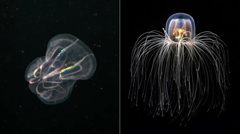 Medusas y Peines de Mar: Revelando los Secretos de la Regresión de Edad y la Inmortalidad Biológica
