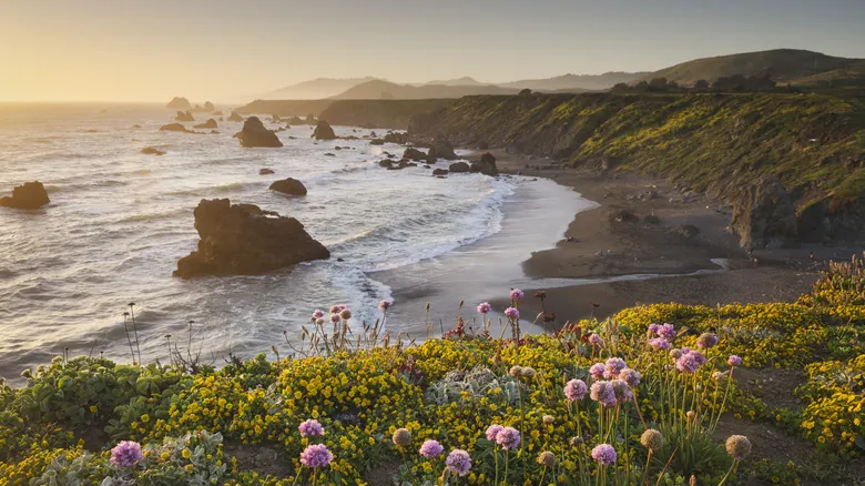 Mejillones Dorados: La Invasión Acuática que Amenaza Ecosistemas y Economía en California