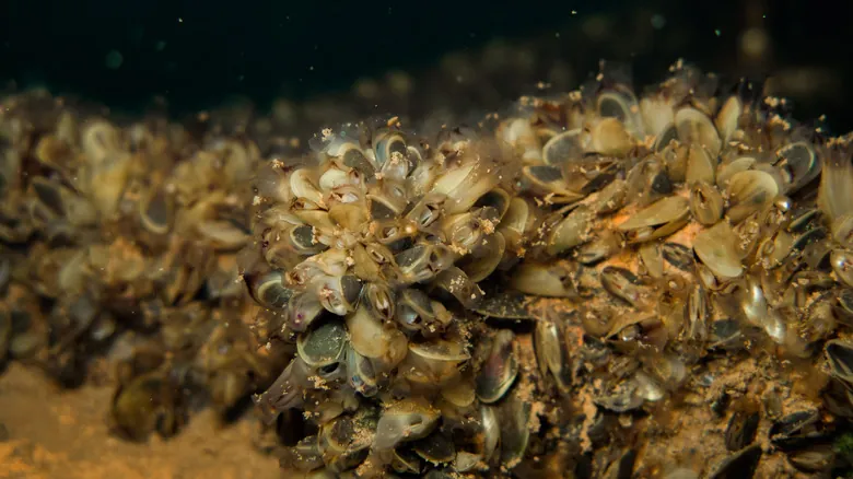 Mejillones Dorados: La Invasión Acuática que Amenaza Ecosistemas y Economía en California