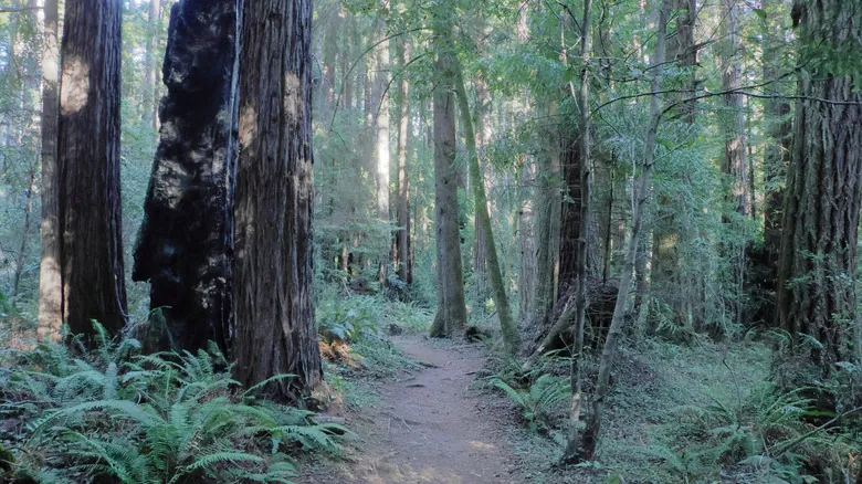 Mendocino National Forest: La Joya Escondida para Amantes de la Naturaleza en California