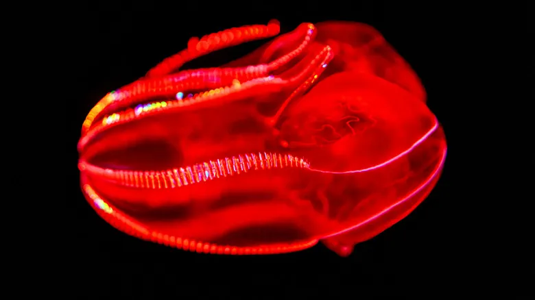 Misterios Abisales: Criaturas Extrañas y Fascinantes de las Profundidades Oceánicas