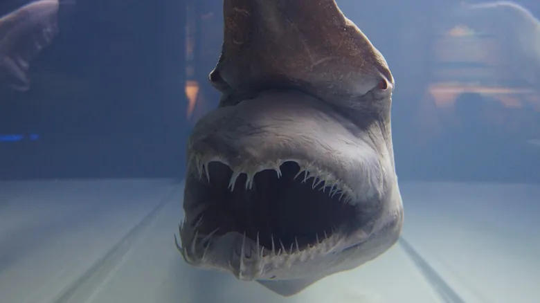 Misterios Abisales: Criaturas Extrañas y Fascinantes de las Profundidades Oceánicas