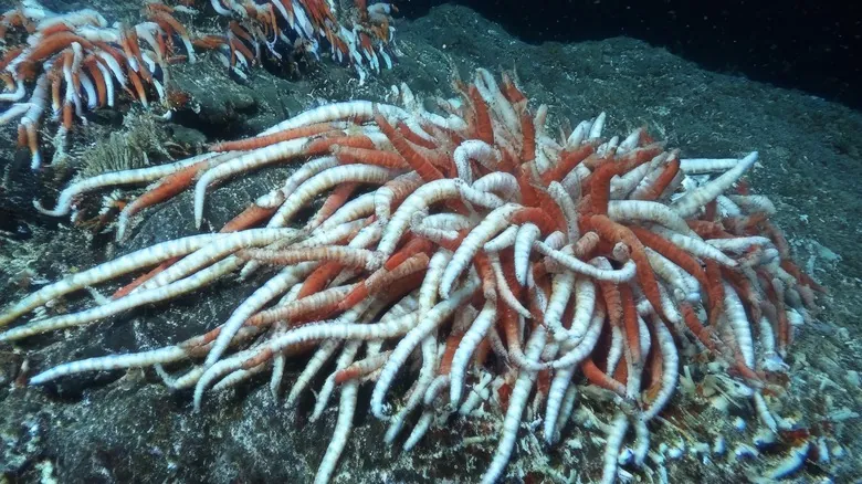 Misterios Abisales: Criaturas Extrañas y Fascinantes de las Profundidades Oceánicas