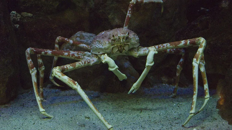 Misterios Abisales: Criaturas Extrañas y Fascinantes de las Profundidades Oceánicas