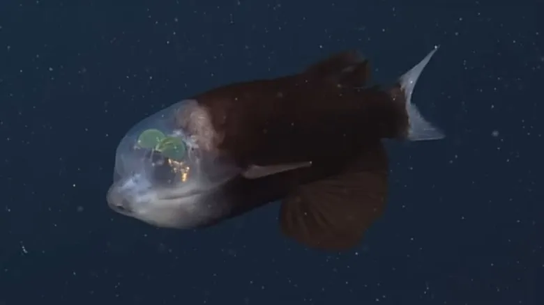 Misterios Abisales: Criaturas Extrañas y Fascinantes de las Profundidades Oceánicas
