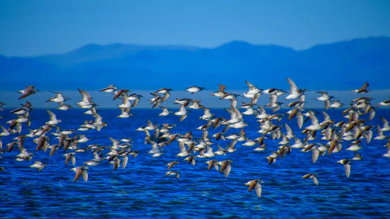 Mono Lake: Un Tesoro Natural Único y Sus Desafíos en la Sierra Nevada