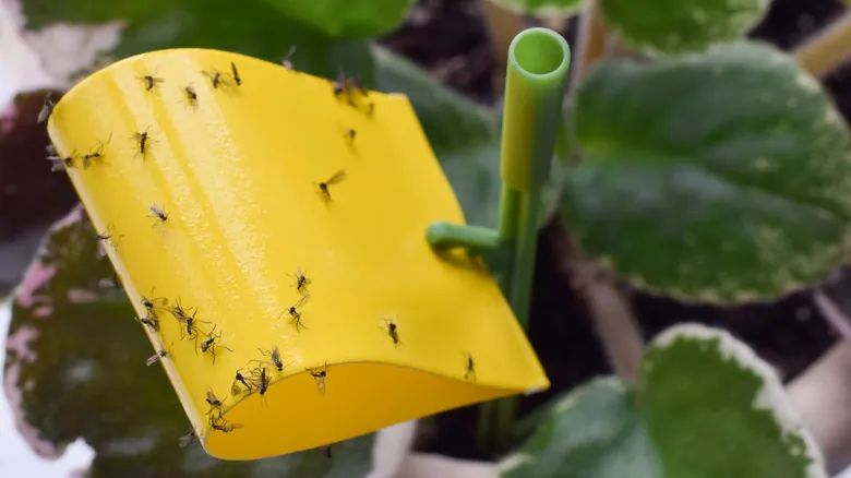 Moscas de los Hongos: La Guía Definitiva para Eliminar Plagas en tus Plantas de Interior